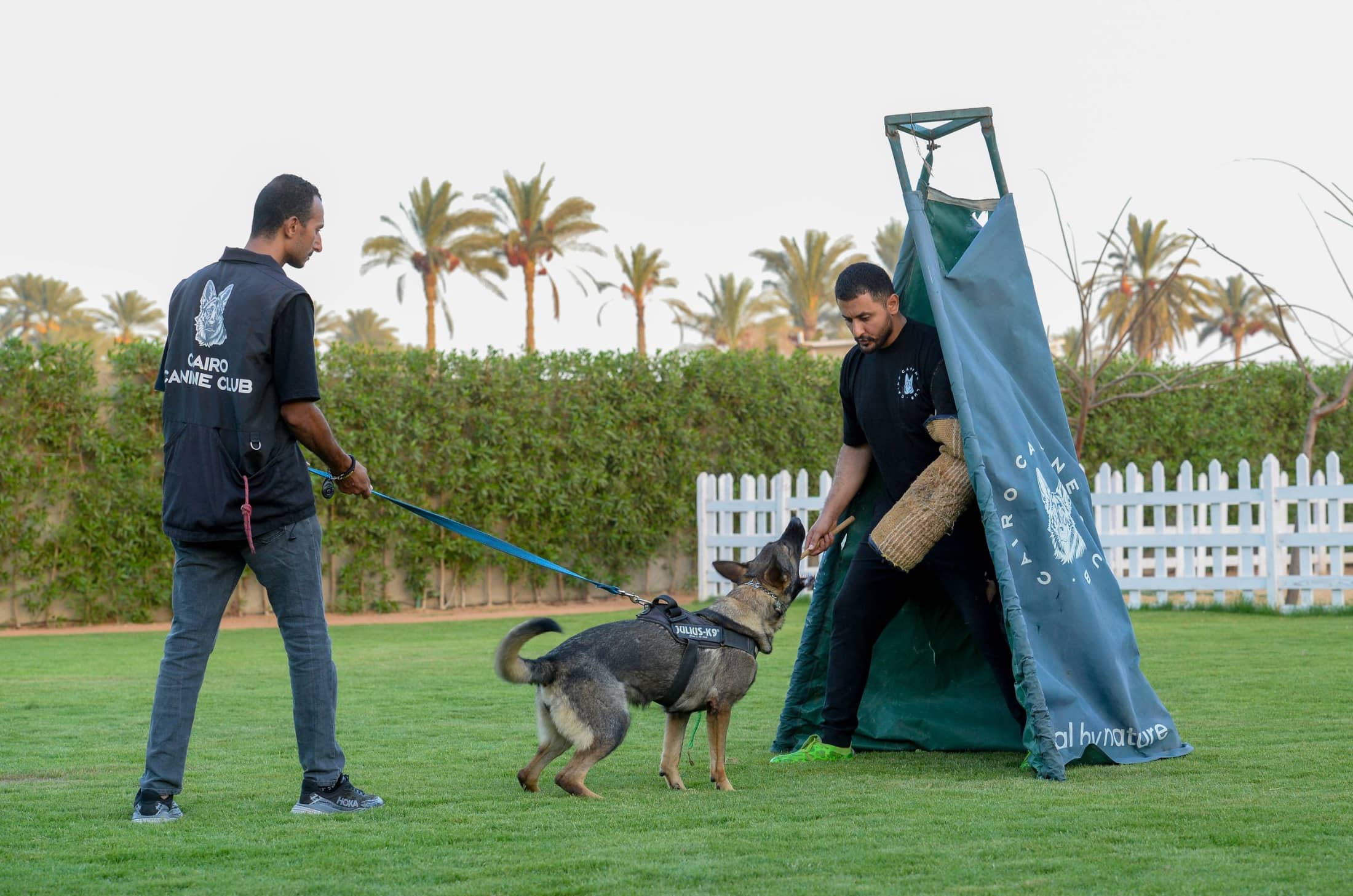 كلبا جيرمن شيبرد يستريحان في الصحراء عند الغروب